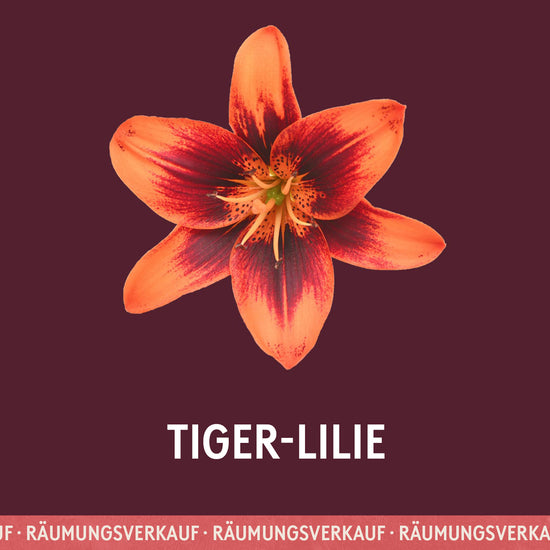 Tiger-Lilie Duftöl
